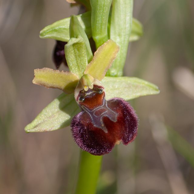 Ophrys della sezione Araniferae